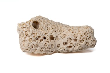 Karmaşık gözenekli beyaz mercan taşı, temiz beyaz bir arkaplanda fotoğraflanmış. Okyanus teması, deniz bilimi veya tropikal tasarım elementleri için mükemmel.. 