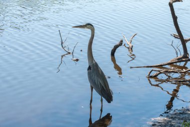 Sığ sularda yüzen zarif balıkçıl yumuşak yansımaları ve dağınık dalları huzurlu bir doğal ortamda sürüklüyor..