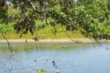Vahşi Amerikan timsahı Florida 'nın doğal sulak arazisindeki ağaç dallarının altında yavaşça süzülüyor. 
