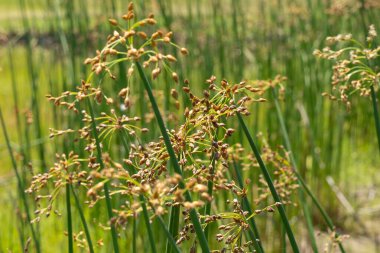 Kahverengi çiçekli yeşil bataklık çimlerinin detaylı görüntüsü, Florida 'da parlak güneş ışığı altında büyüyen bir sulak arazi. 
