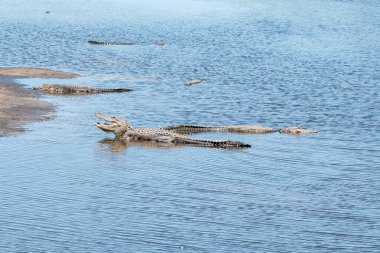 Birkaç Amerikan timsahı sakin ve sığ sularda dinleniyor. Biri ağzı açık, Florida 'daki sulak arazide yakalandı. 