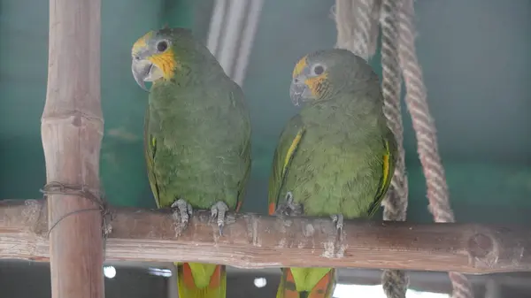 Kafeste bir çift papağan.