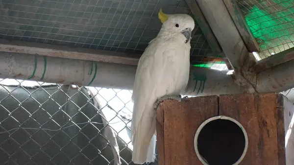Yuvadaki beyaz papağan