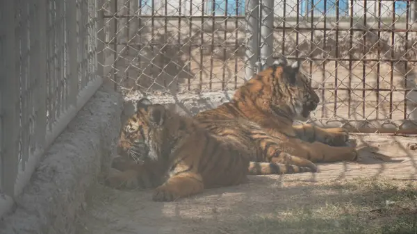 Hayvanat bahçesindeki kaplan