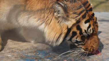 Güzel kaplanın yakın görüntüsü