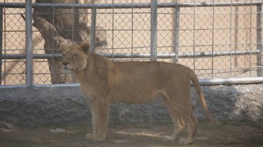 Hayvanat bahçesindeki aslan