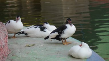 su birikintisi içinde yüzmeye ördek.