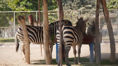 Zebra hayvanat bahçesinde