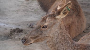 Genç bir geyiğin yakın çekimi.
