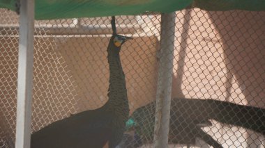 Siyah beyaz bir kuşun yakın plan çekimi.