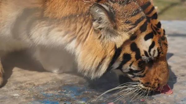 Güzel kaplanın yakın görüntüsü