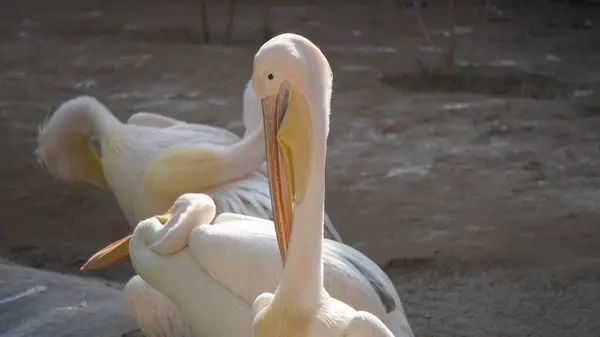 Pelikan, pelikan kuşu, hayvanat bahçesi