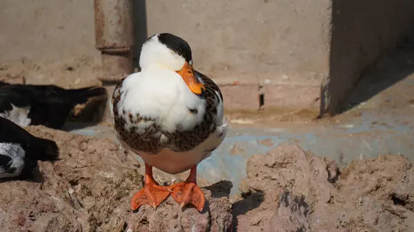 Beyaz gagalı ördek