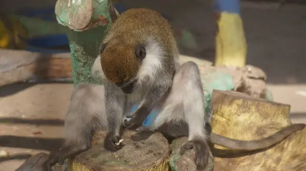 Hayvanat bahçesindeki maymun