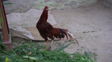 Çiftlikteki güzel bir horozun yakın plan çekimi.