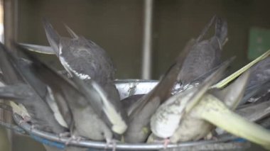 Kafeste bir sürü ördek var.