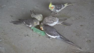 Güvercinler yerde oturuyor, yemek yiyorlar.