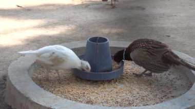 Parkta siyah ve beyaz bir tavuğun yakın plan fotoğrafı.