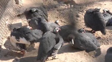 Bir grup siyah kuş.