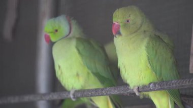 Hayvanat bahçesindeki papağan