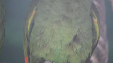 Hayvanat bahçesindeki papağan kuşu