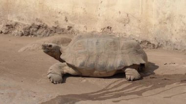 Güneş ışığındaki dev kaplumbağaların yakın çekimi.