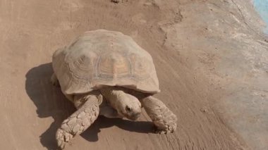 Güneş ışığındaki dev kaplumbağaların yakın çekimi.