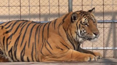 Tiger hayvanat bahçesinde