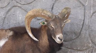 Beyaz bir keçinin portresi