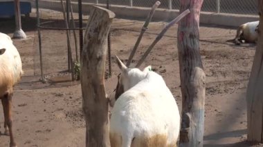 Çiftlikte kahverengi saçlı, büyük beyaz bir keçi.