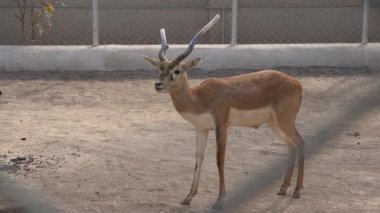 Şirin bir geyiğin yakın plan fotoğrafı.