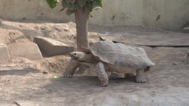 Kumdaki dev kaplumbağa.