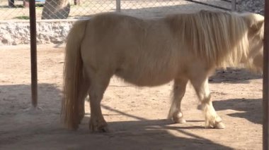 Çiftlikte bir at, doğada bir hayvan.