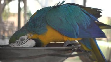 Hayvanat bahçesindeki mavi bir papağana yaklaş.