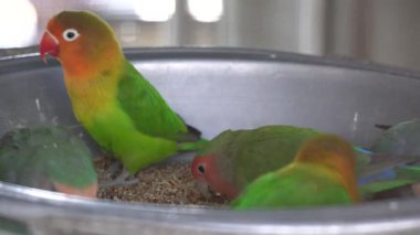 Kafesteki renkli papağan