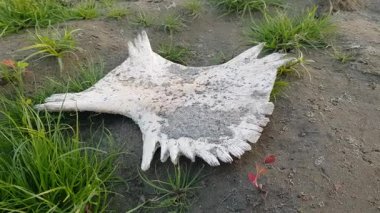 Kafatası yere.