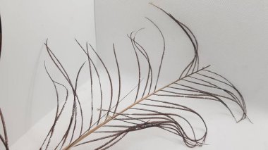 Beyaz arkaplanda kuru çimenler