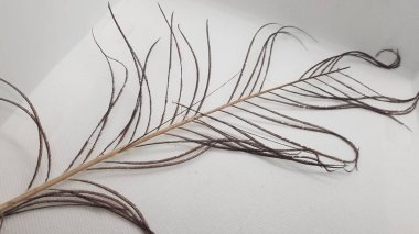 Güzel botanik fotoğrafı, doğal duvar kağıdı.