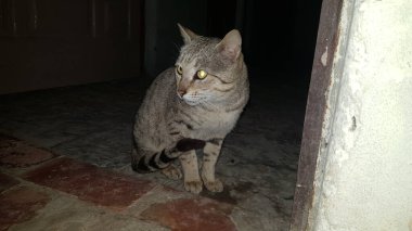 Şirin bir kedinin portresi