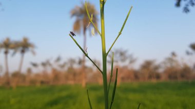 yeşil çimenler tarlada