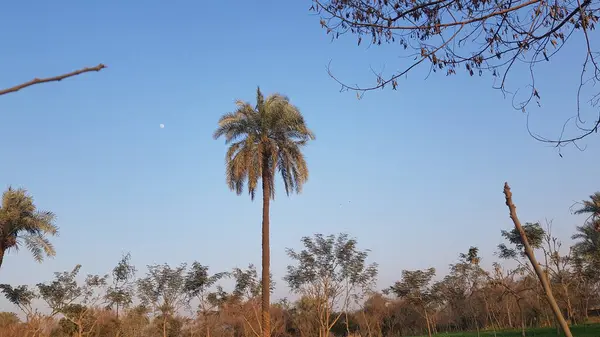 Ağacı ve dağı olan güzel bir manzara.