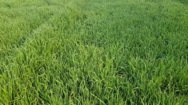 Bahçedeki yeşil çimenler