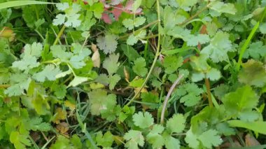 Güzel botanik fotoğrafı, doğal duvar kağıdı.