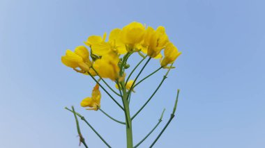 Bahçedeki güzel sarı çiçekler