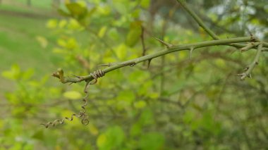 Yeşil bir bitkinin yakınında.