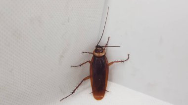 Siyah ve beyaz bir böceğe yaklaş.