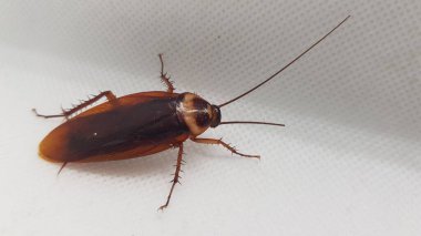 Kahverengi bir böceğin yakın plan fotoğrafı.