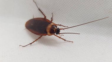 Beyaz arka planda siyah beyaz bir hamamböceğinin yakın plan fotoğrafı.