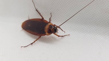 Beyaz arka planda beyaz bir böceğin yakın plan görüntüsü.