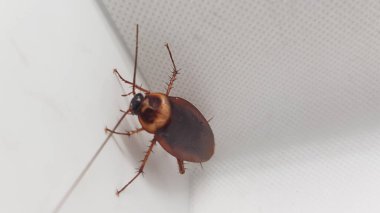 Beyaz arkaplandaki bir hatayı kapat